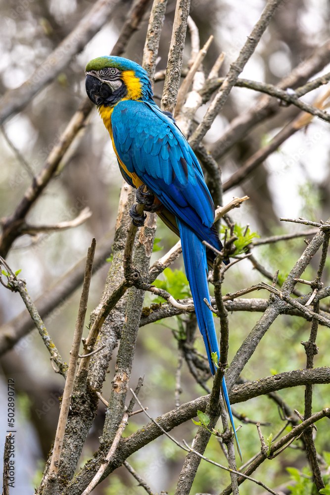 The Blue-and-yellow Macaw, Ara ararauna is a large South American parrot The Blue-and-yellow Macaw, Ara ararauna is a large South American parrot