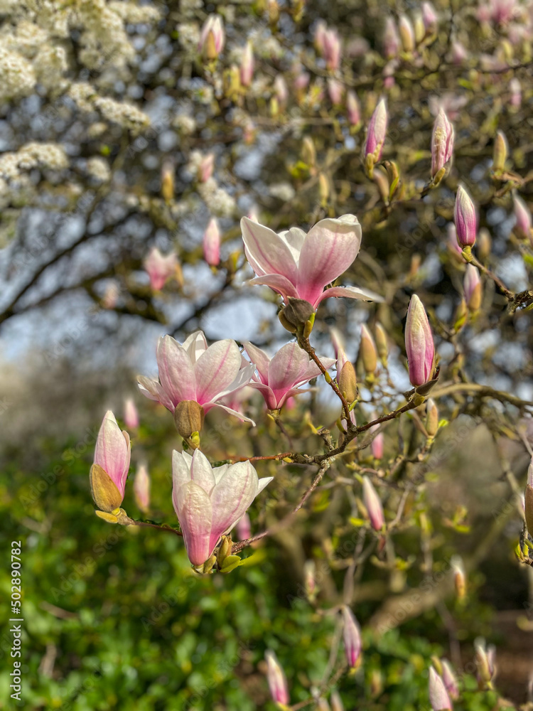 Saucer magnolia Saucer magnolia