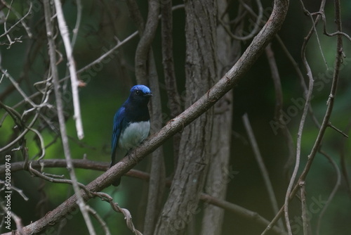 blue and white flycatcher on a branch