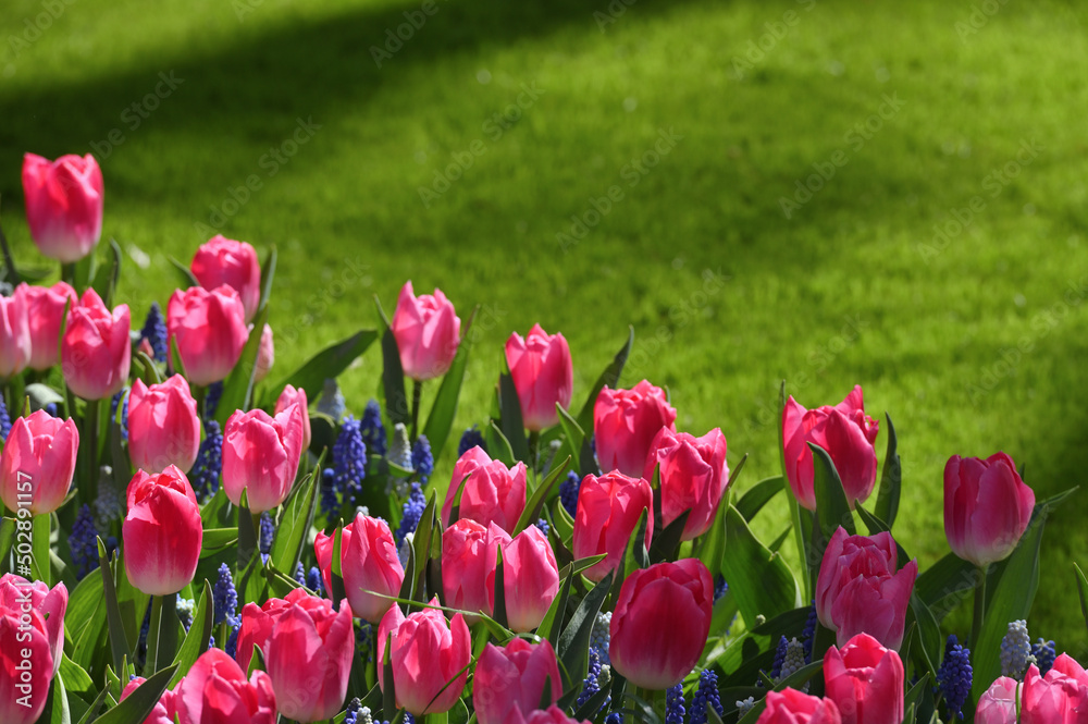 Hollands tulip bloom in spring season
