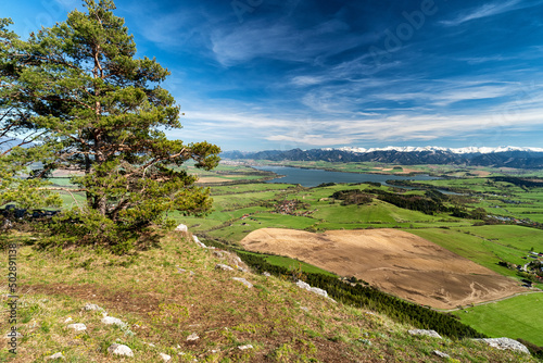 Pine conifer tree on top of the hill and beautiful view on spring country with snowy mountains at background © Jaroslav Moravcik