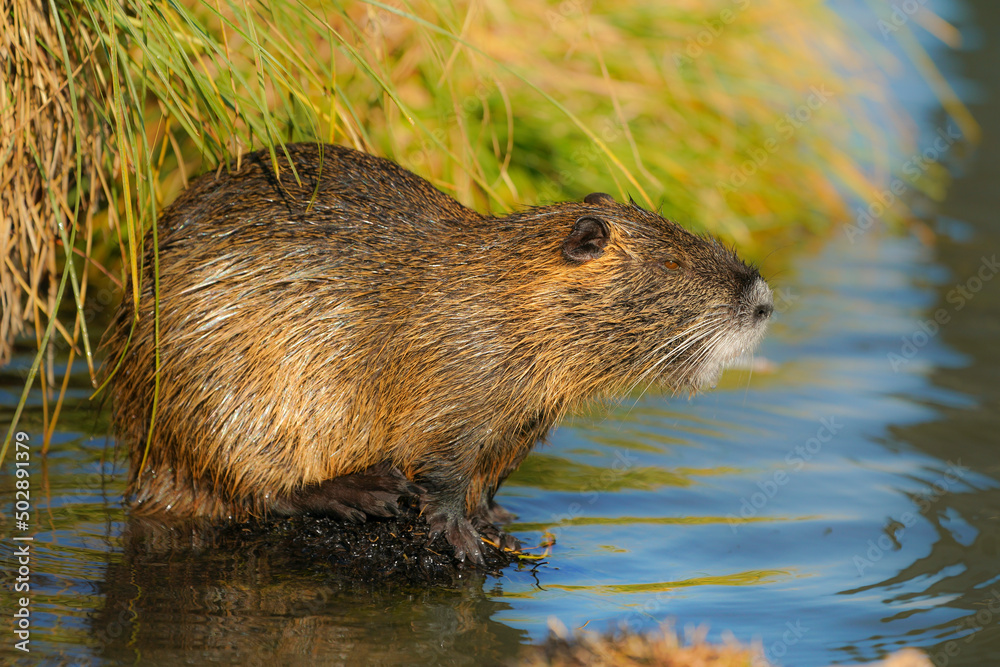 Wet muskrat (Ondatra zibethica) sits in the water near the shore and eats grass in the light of the setting sun Wet muskrat (Ondatra zibethica) sits in the water near the shore and eats grass in the light of the setting sun