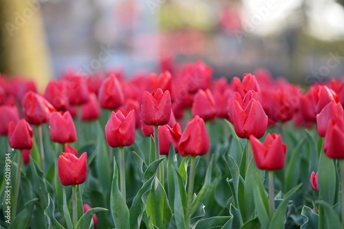 Fresh tulips in field.