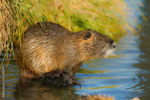 Wet muskrat (Ondatra zibethica) sits in the water near the shore and eats grass in the light of the setting sun photo