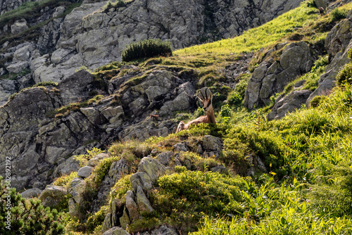 Tatra chamois in Western Tatras at Slovakia