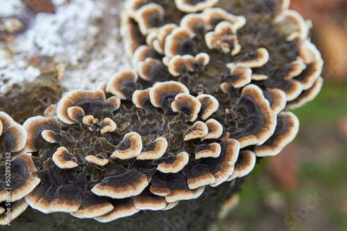 trametes mushroom,close up of a trametes mushroom growing on a tree