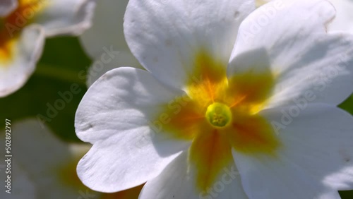 A beautiful primrose flower in macro close-up. photo