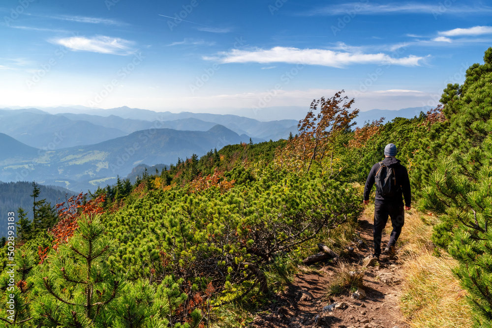 Hiker walking on mountain trail. Mountain pine and beautiful autumn hill landscape. Hiking theme