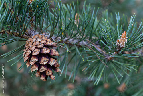 Pinus sylvestris. Scots pine branch with needles and cone. photo