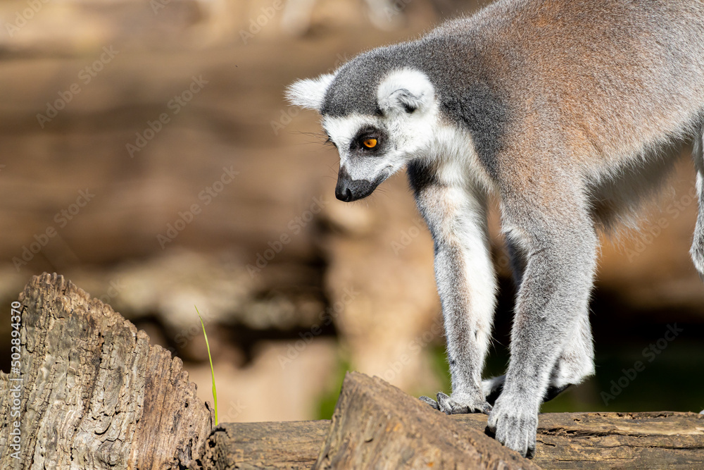 Obraz premium Portrait of a ring-tailed lemur
