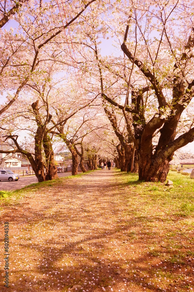 Naklejka premium Pink Sakura or Cherry Blossom Tunnel around the banks of the Hinokinai River in Kakunodate, Akita, Japan - 日本 秋田県 角館 桧木内川堤 桜のトンネル