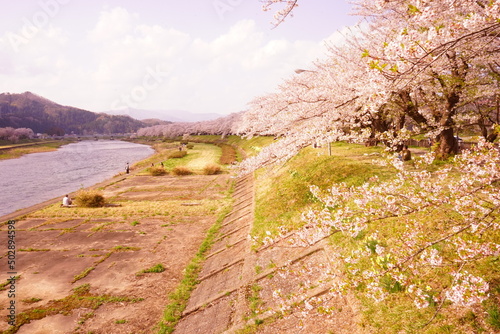 Pink Sakura or Cherry Blossom Tunnel around the banks of the Hinokinai River in Kakunodate, Akita, Japan - 日本 秋田県 角館 桧木内川堤 桜のトンネル photo