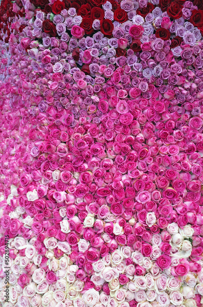 Obraz premium plenty of rose flower 
