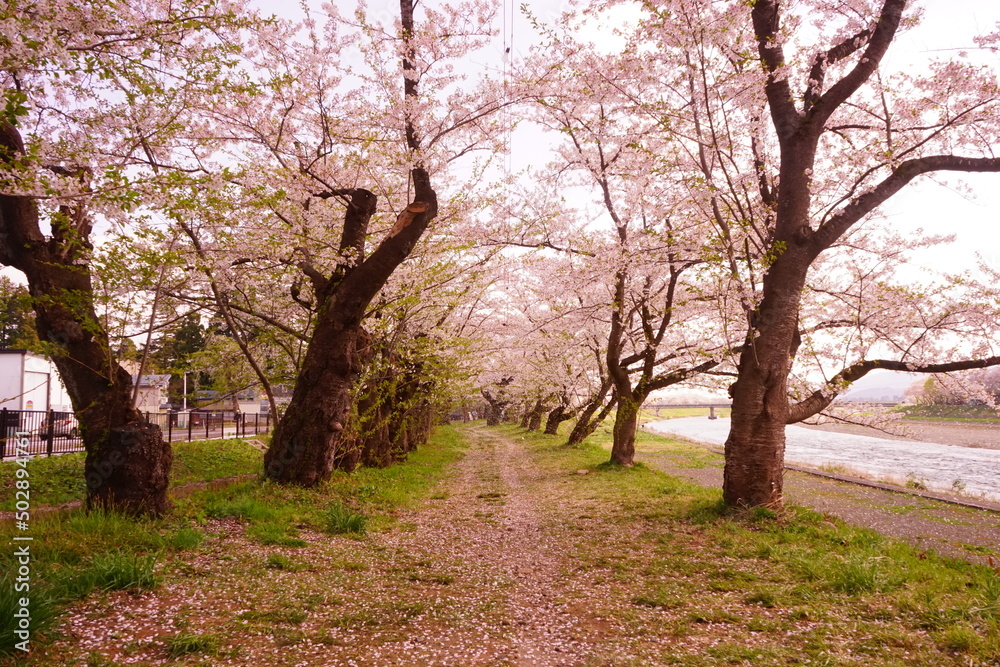 Pink Sakura or Cherry Blossom Tunnel around the banks of the Hinokinai River in Kakunodate, Akita, Japan - 日本 秋田県 角館 桧木内川堤 桜のトンネル Pink Sakura or Cherry Blossom Tunnel around the banks of the Hinokinai River in Kakunodate, Akita, Japan - 日本 秋田県 角館 桧木内川堤 桜のトンネル