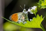 Orange tip ( Anthocharis cardamines), butterfly taking nectar from white flower, animal concept.