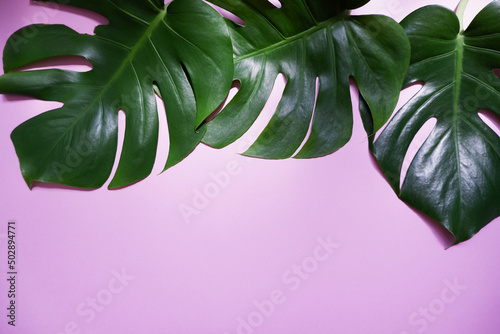 Green tropical palm leaves Monstera on pink background. Flat lay, top view. Tropical, summer concept green leaves composition. photo