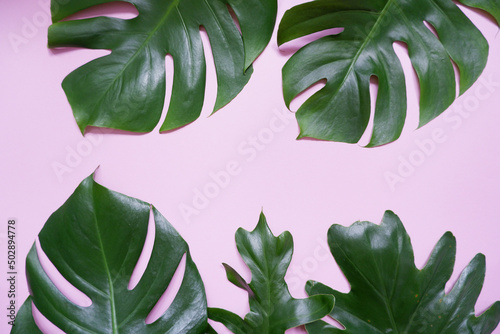 Green tropical palm leaves Monstera on pink background. Flat lay, top view. Tropical, summer concept green leaves composition. photo