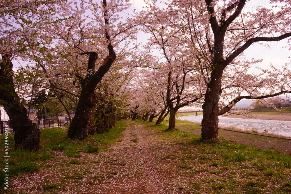 Pink Sakura or Cherry Blossom Tunnel around the banks of the Hinokinai River in Kakunodate, Akita, Japan - 日本 秋田県 角館 桧木内川堤 桜のトンネル