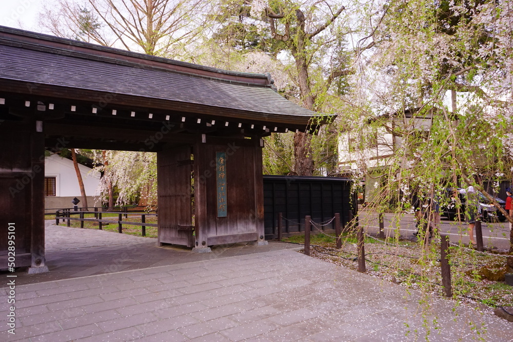 Drooping Sakura at Buke-yashiki or Samurai house in Kakunodate, Akita, Japan - 日本 秋田 角館 武家屋敷 しだれ桜 Drooping Sakura at Buke-yashiki or Samurai house in Kakunodate, Akita, Japan - 日本 秋田 角館 武家屋敷 しだれ桜