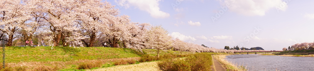 Pink Sakura or Cherry Blossom Tunnel around the banks of the Hinokinai River in Kakunodate, Akita, Japan - 日本 秋田県 角館 桧木内川堤 桜のトンネル Pink Sakura or Cherry Blossom Tunnel around the banks of the Hinokinai River in Kakunodate, Akita, Japan - 日本 秋田県 角館 桧木内川堤 桜のトンネル