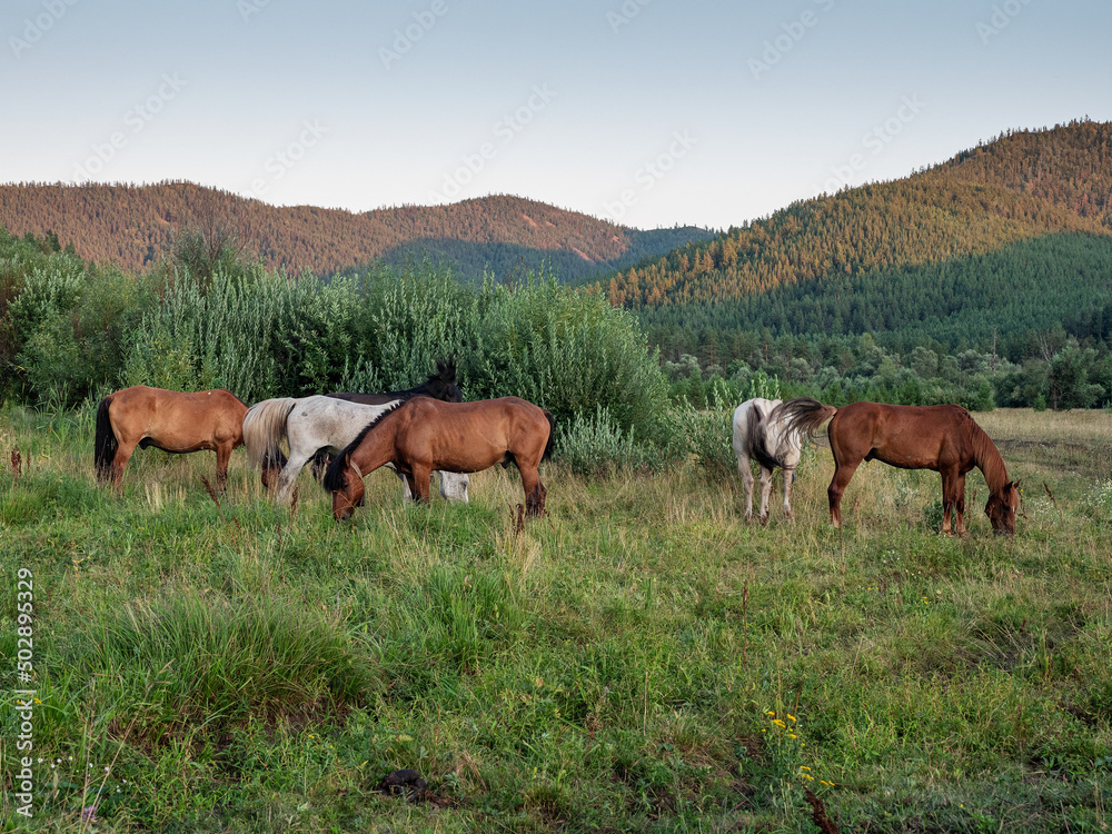 Southern Urals, Bashkiria. A herd of horses on a mountain pasture.