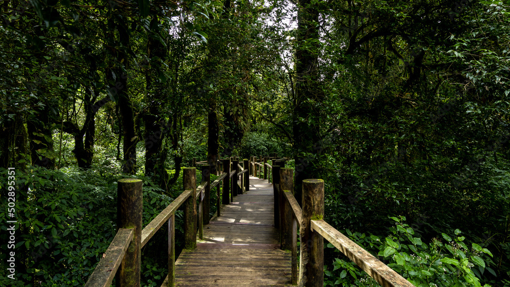Path way through the  forest natural  tropical forest nature field, Relaxing with ecological environment, Wooden walking path through tropical rain forest.