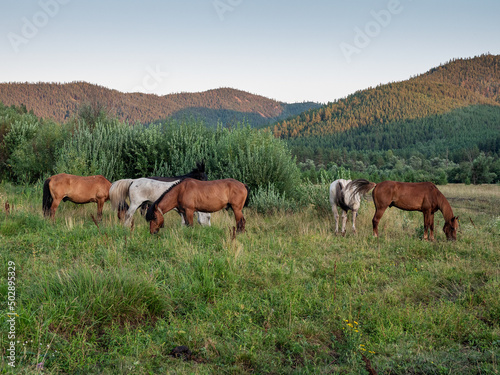 Southern Urals, Bashkiria. A herd of horses on a mountain pasture.