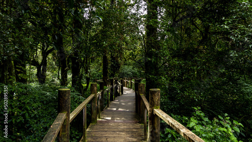 Path way through the forest natural tropical forest nature field, Relaxing with ecological environment, Wooden walking path through tropical rain forest.