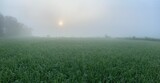 morning fog over the field