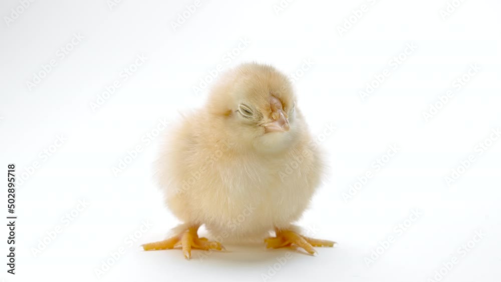 Tiny sleepy newborn poultry chicken chick on light white studio background. Concept of traditional easter bird, spring celebration. Isolated object, perfect for projects. Tiny sleepy newborn poultry chicken chick on light white studio background. Concept of traditional easter bird, spring celebration. Isolated object, perfect for projects.
