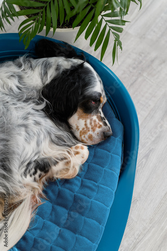plastic dog bed dog sleeping at home