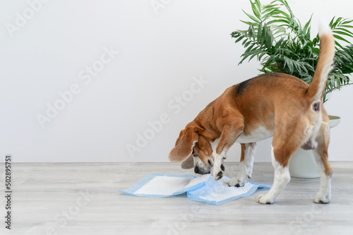 dog tearing up a disposable dog diaper on the floor