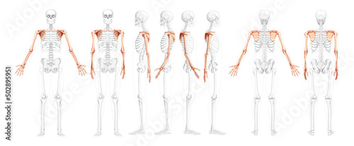 Set of Skeleton upper limb Arms with Shoulder Human front back side view with partly transparent bones position. Realistic flat natural color concept Vector illustration of anatomy isolated on white