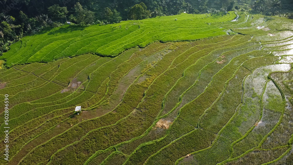 Beautiful rice field in Pakis Village, Kendal, Indonesia. Morning view

