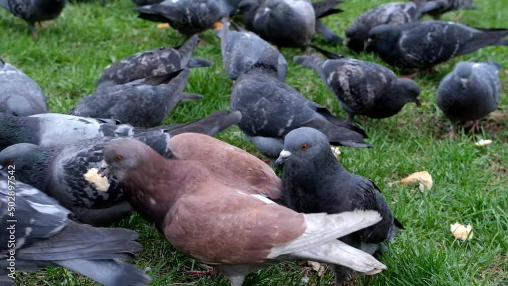 Feeding city pigeons bread in the park on the grass. Feeding city pigeons bread in the park on the grass.