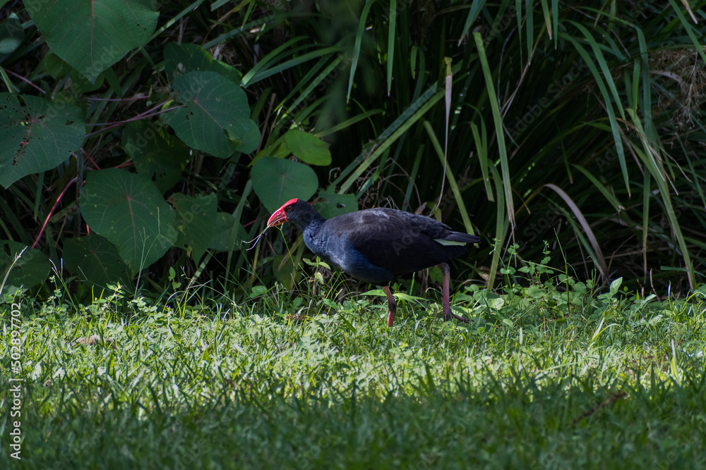 australasian swamphen walking through the grass feeding