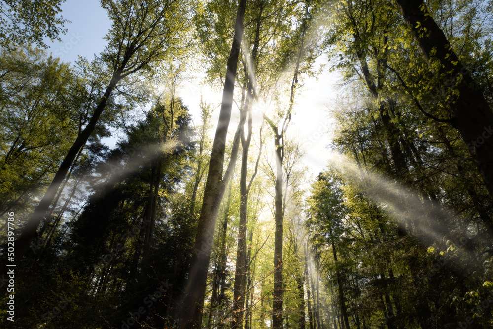 Moody forest, rays, sunshine