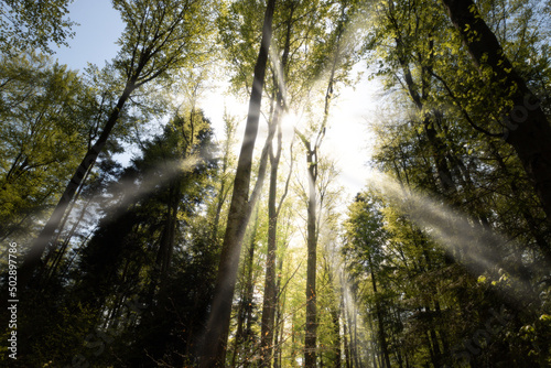 Obraz na płótnie Moody forest, rays, sunshine w salonie