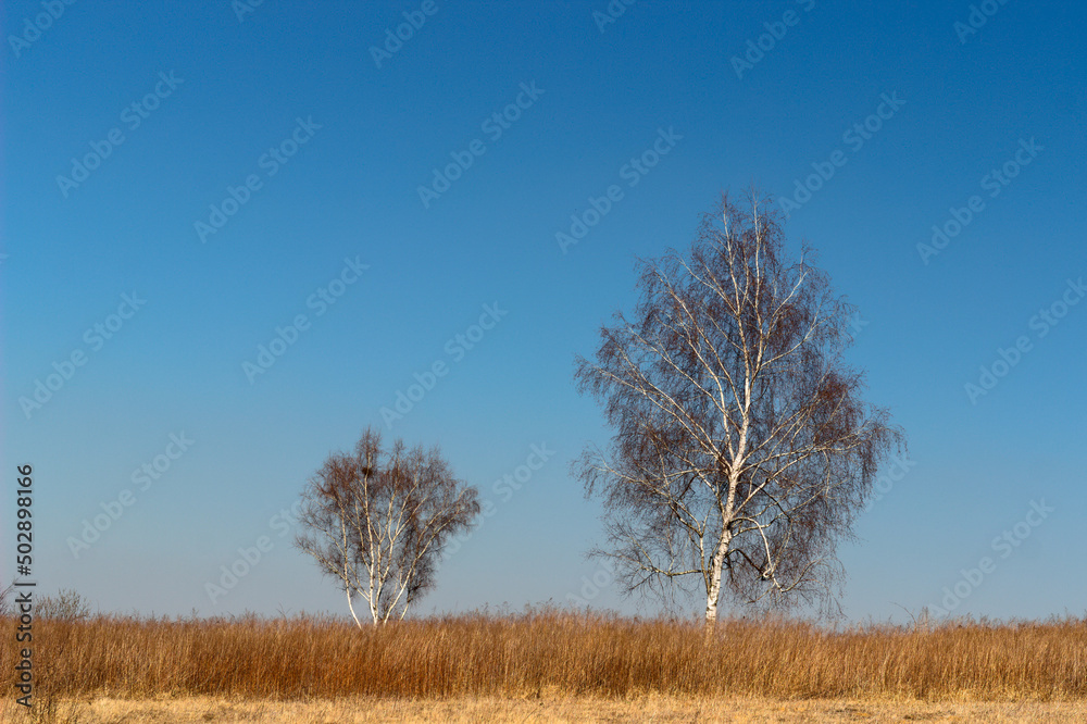 Birches in the meadow against the blue sky. Birches in the meadow against the blue sky.