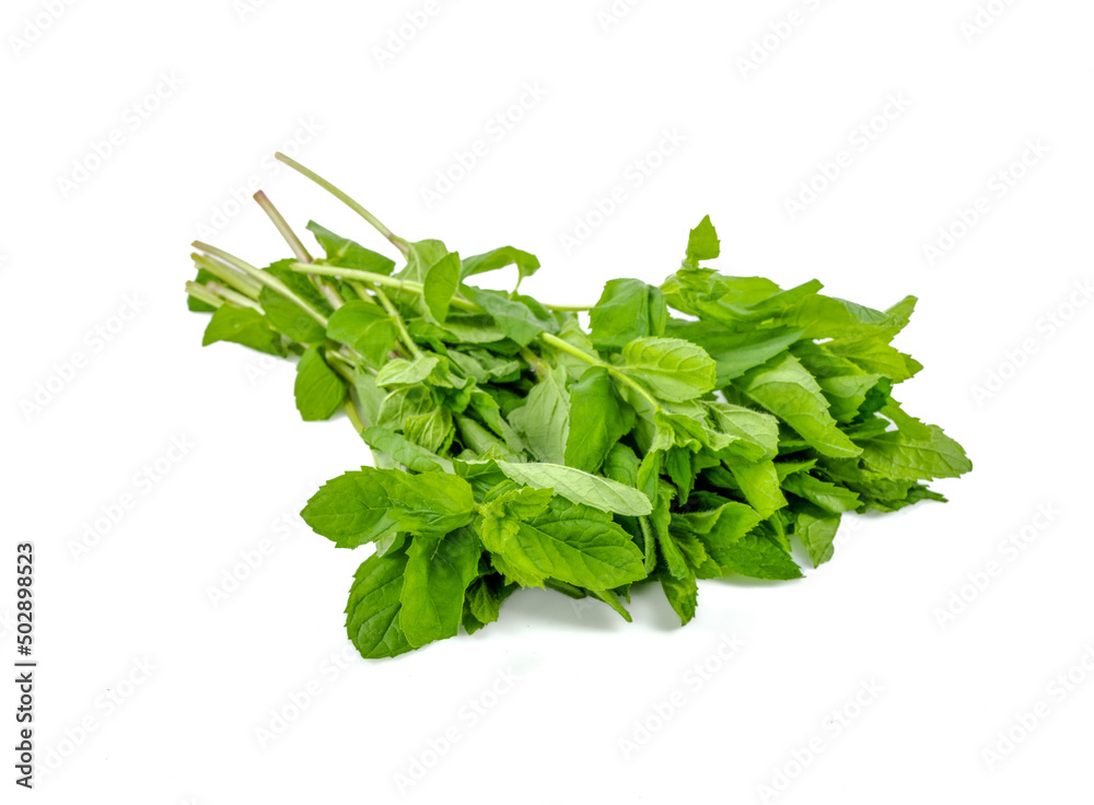Newly harvested fresh mint on isolated white background Newly harvested fresh mint on isolated white background