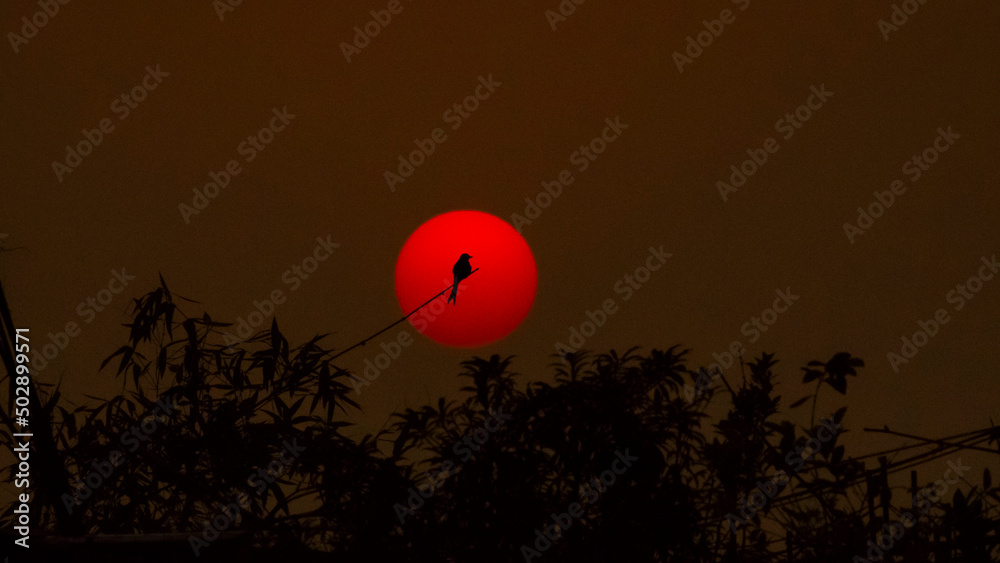 The bird in the middle point of the sun selective focus images, beauty of nature in Bangladesh. The bird in the middle point of the sun selective focus images, beauty of nature in Bangladesh.