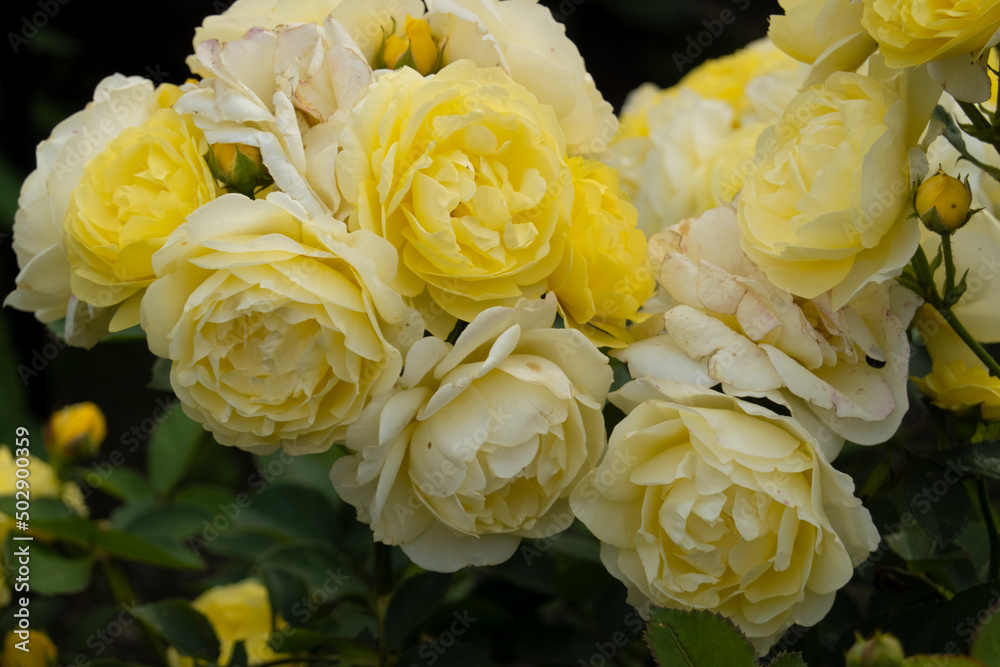 薔薇 薔薇