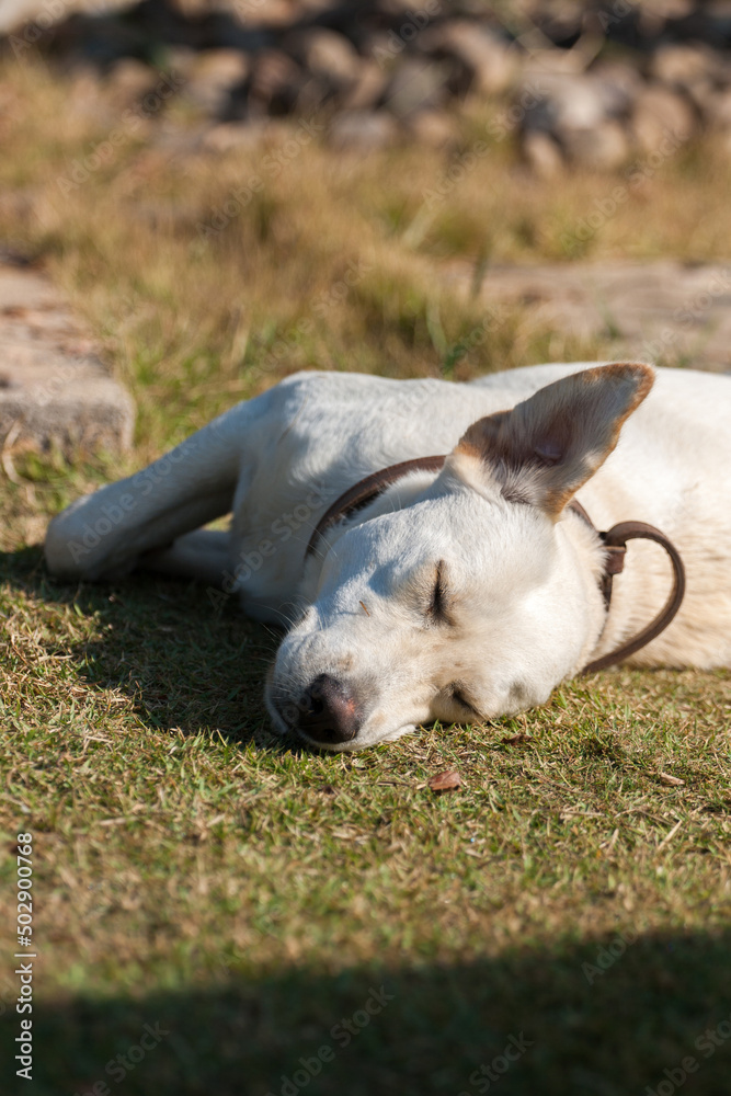 Labrador Retriever sleep on the garden