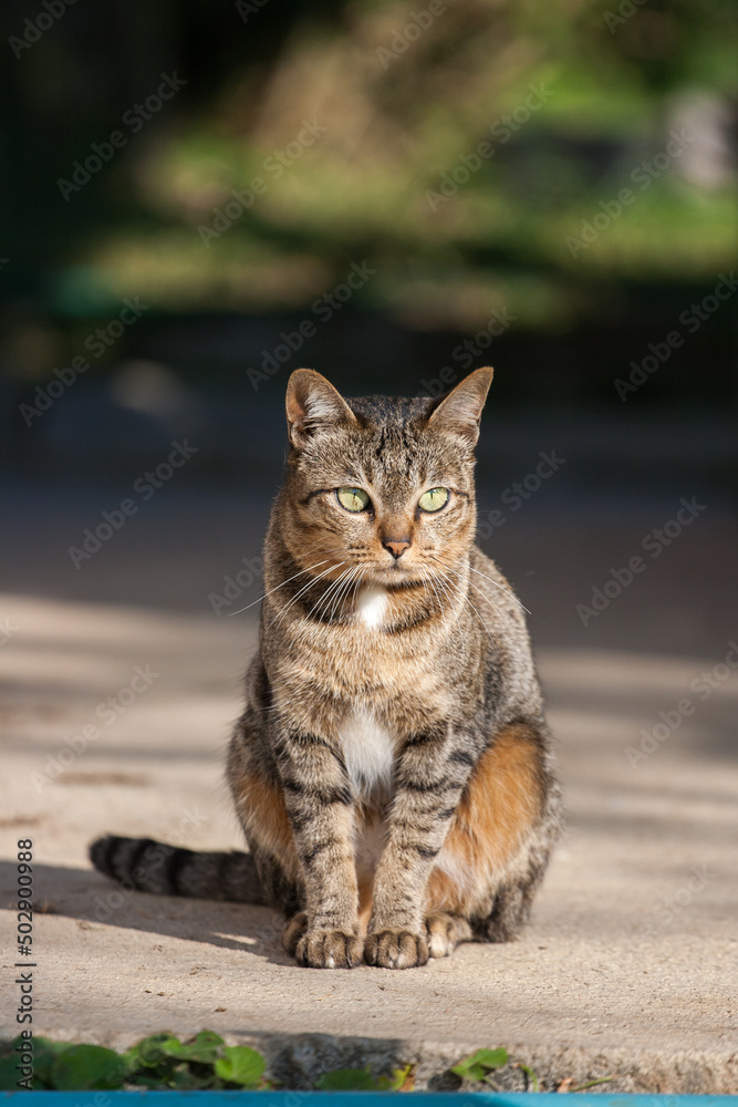 Cat in the garden