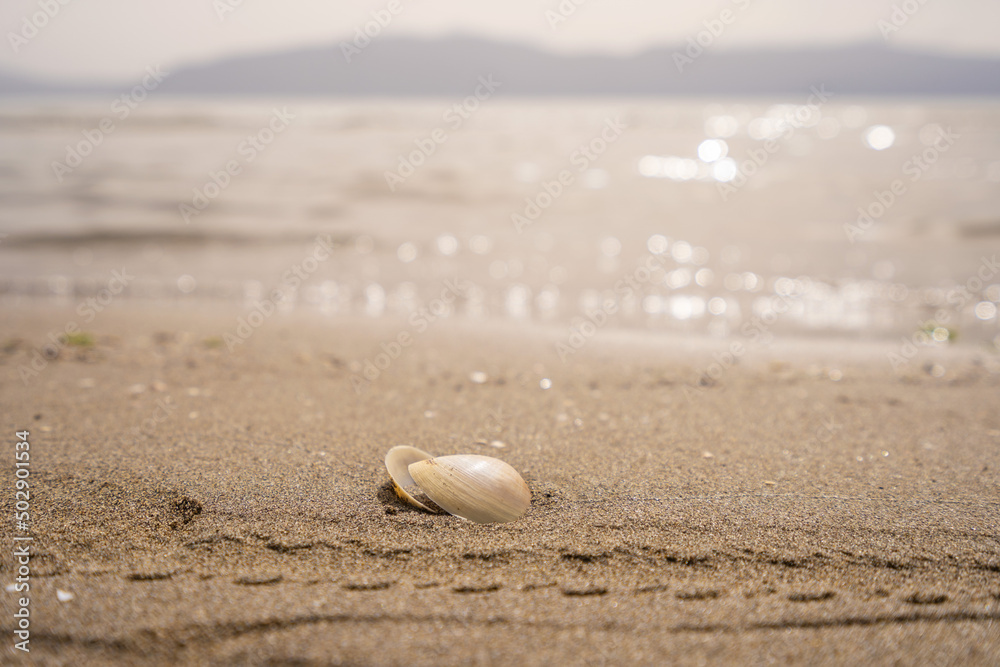 Green leaf on the stone on a beach sand. High quality photo