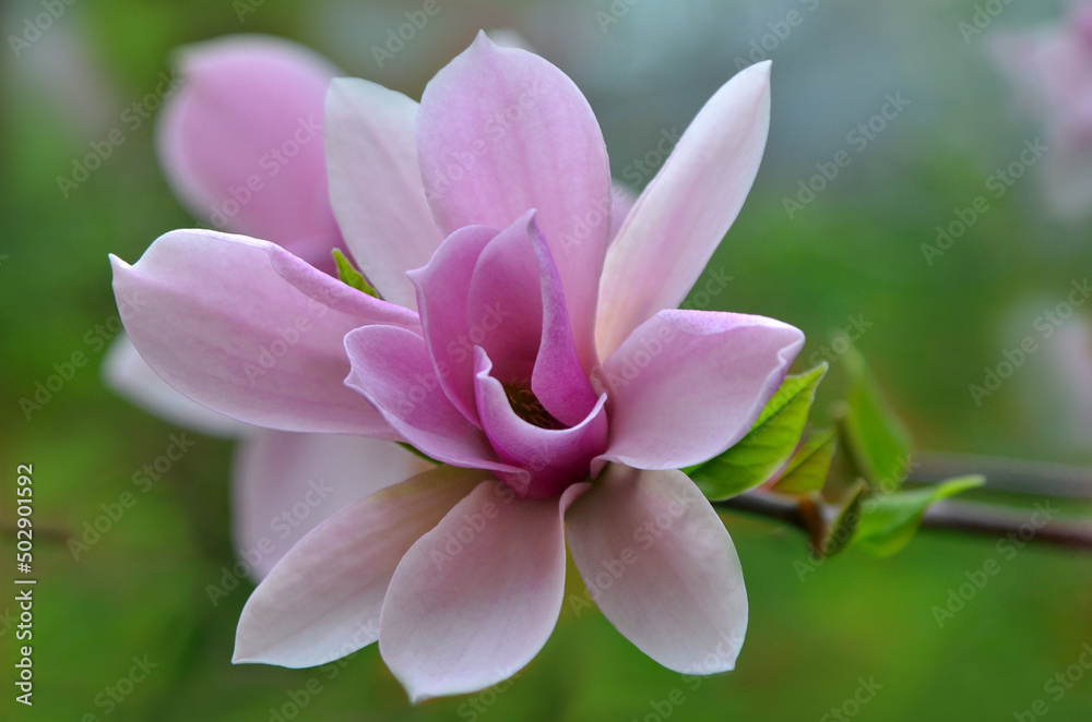 Blooming season of Magnolia× Soulange’a ‘Red Lucky’ . Macro photo of magnolia. Gardening and landscaping concept. Blooming season of Magnolia× Soulange’a ‘Red Lucky’ . Macro photo of magnolia. Gardening and landscaping concept.