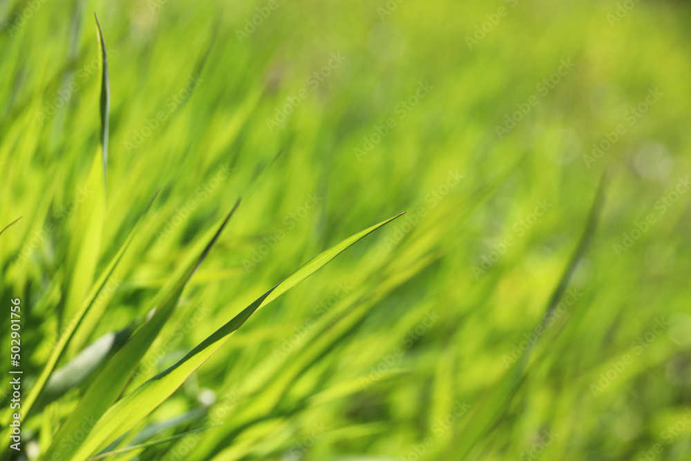 Green grass in sunlight, blurred background. Fresh spring nature, sunny meadow Green grass in sunlight, blurred background. Fresh spring nature, sunny meadow