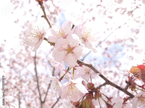 立夏の桜(サクラ) © 整司 甲田