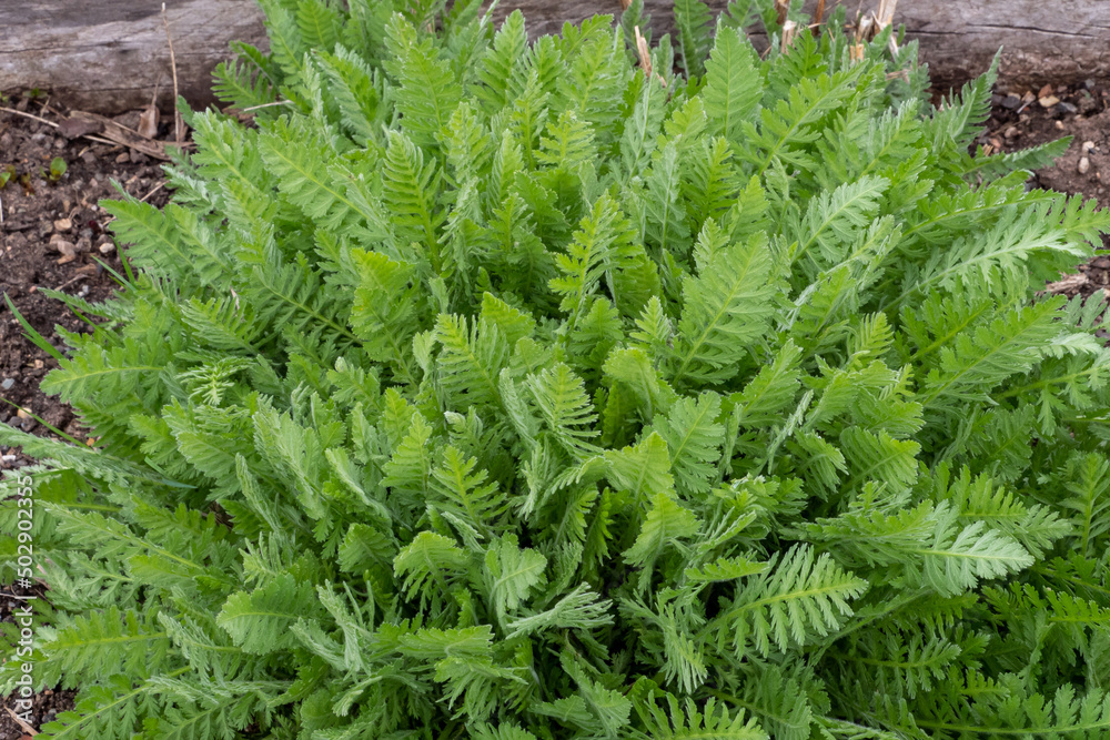 Green leaves of achillea filipendula in the spring. Medicinal plants in the garden Green leaves of achillea filipendula in the spring. Medicinal plants in the garden