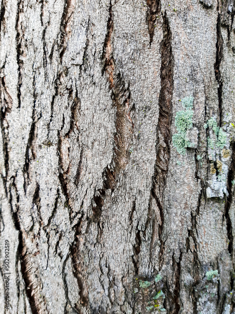 Naklejka premium Close up picture of wooden background from tree bark.